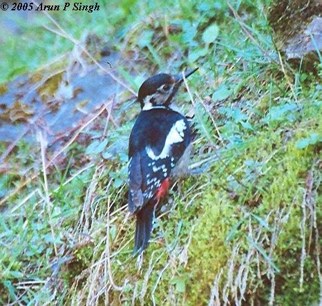 Himalayan Woodpecker - ML730578