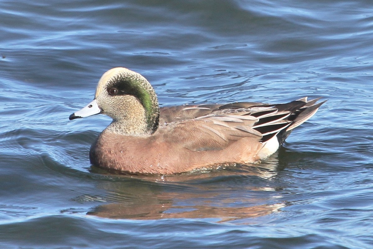 American Wigeon - ML73058111