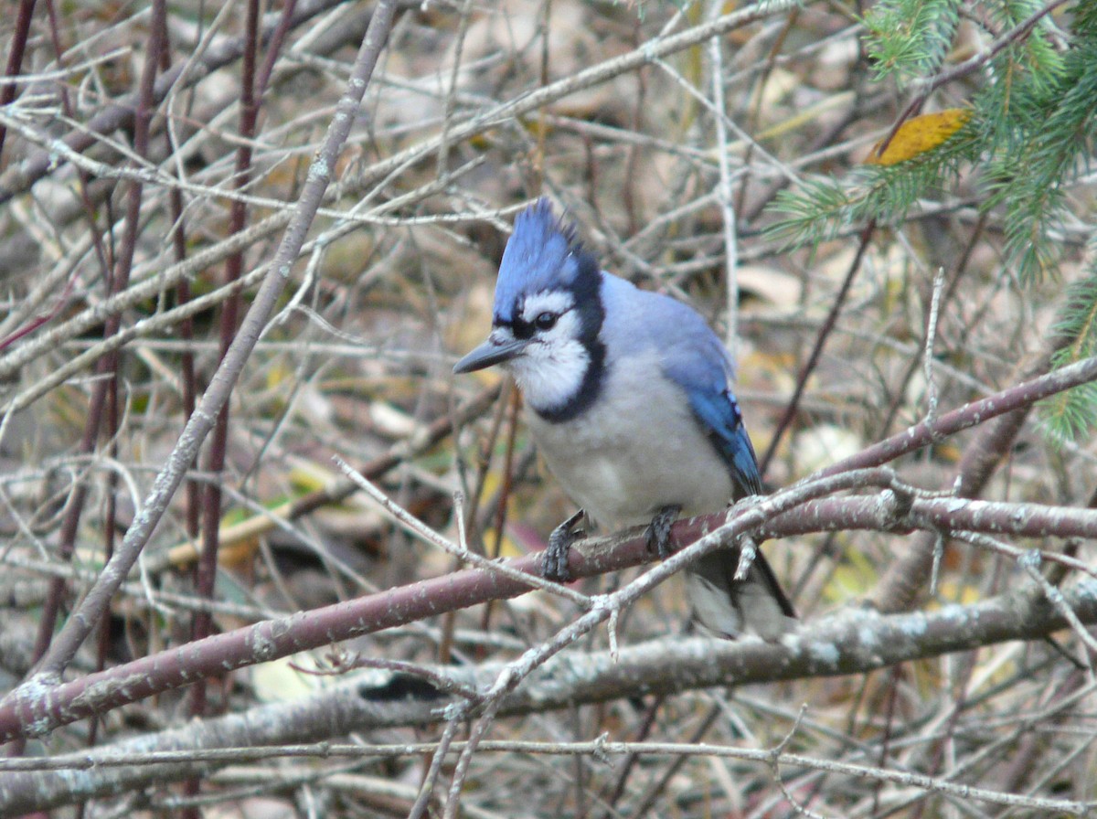 Blue Jay - Douglas Leighton