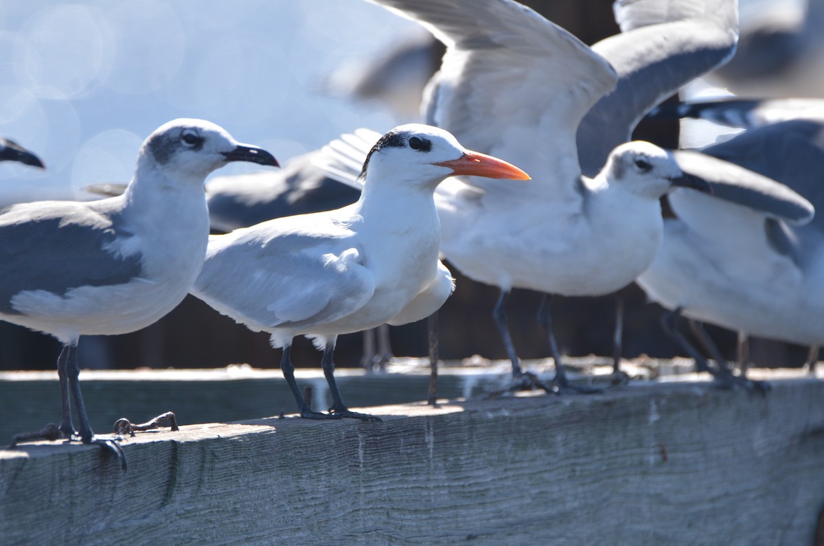 Royal Tern - ML73060031