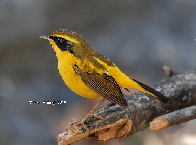 Golden Bush-Robin - ML730622