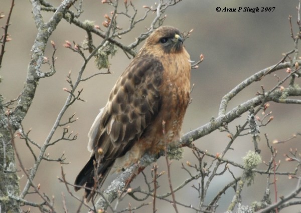 Buteo sp. - ML730624