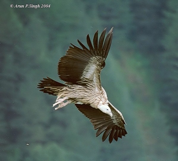 Himalayan Griffon - ML730625