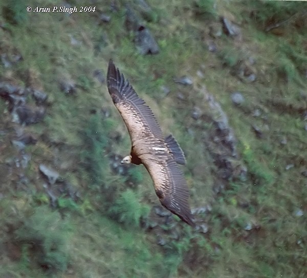 Himalayan Griffon - ML730626