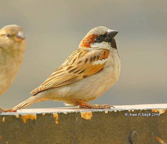 House Sparrow - ML730627