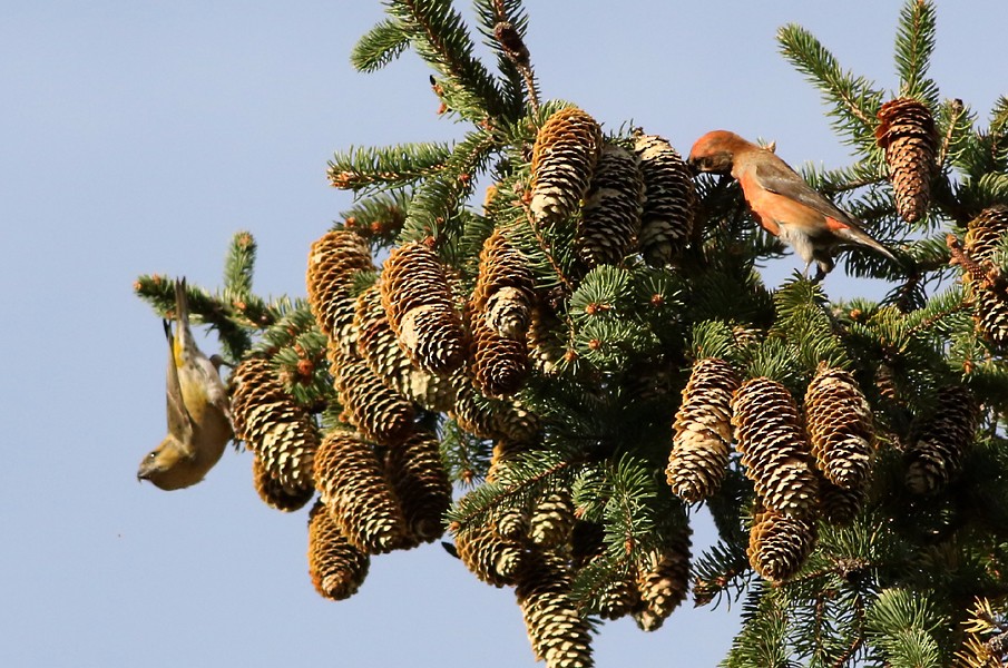 Red Crossbill - ML73063491