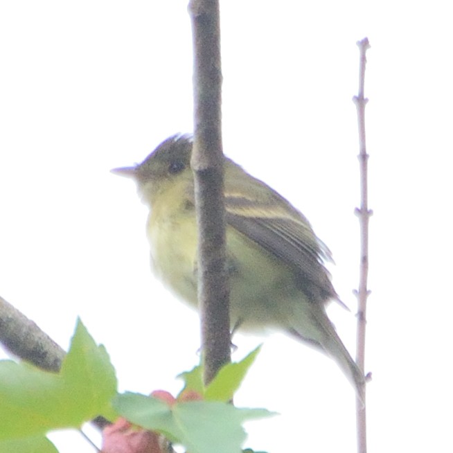 new world flycatcher sp. - ML73063981