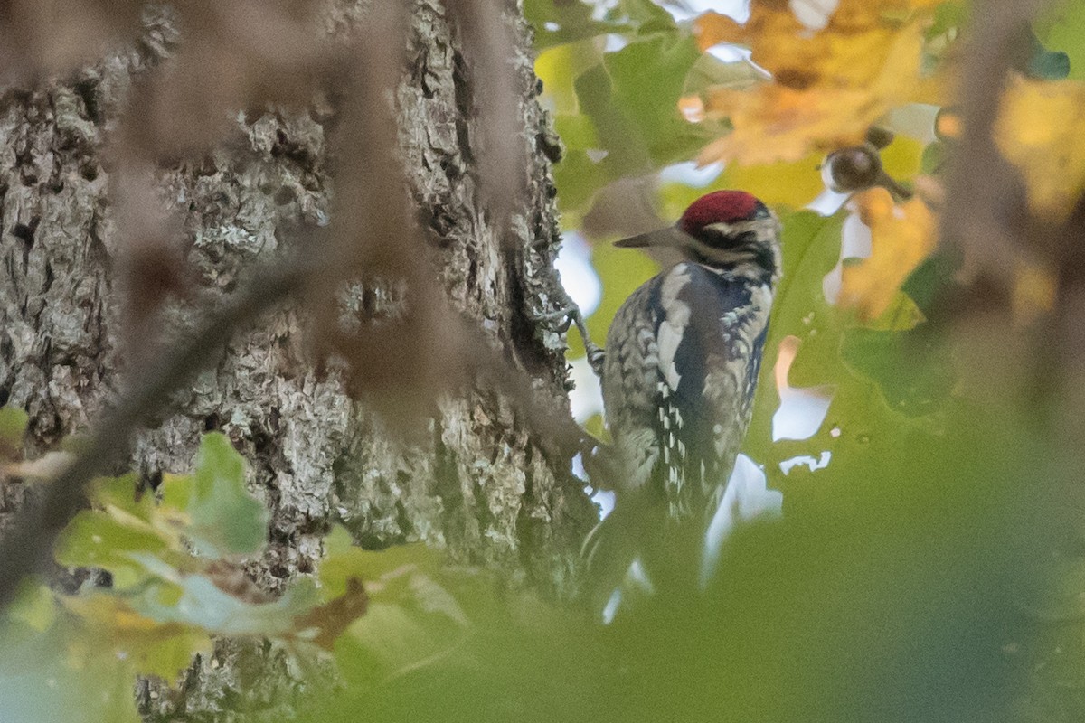 Yellow-bellied Sapsucker - ML73064351