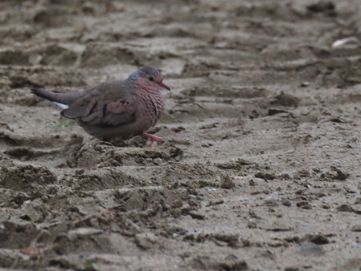 Common Ground Dove - ML73064781