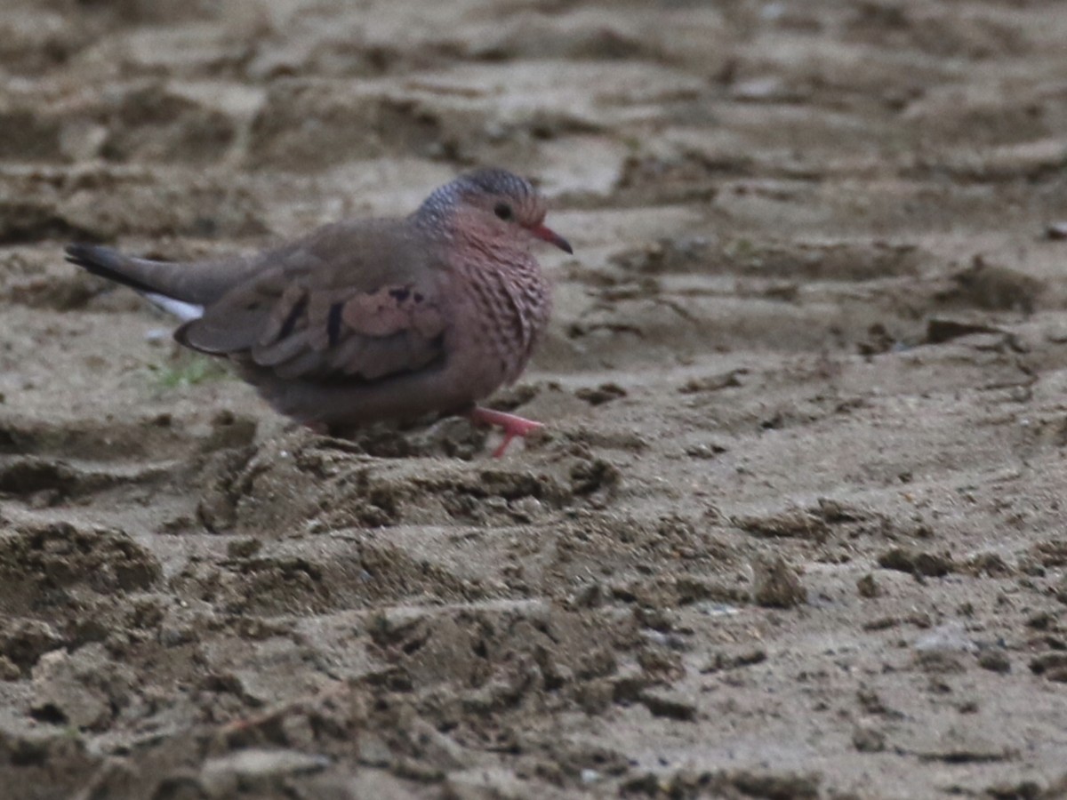 Common Ground Dove - ML73064801