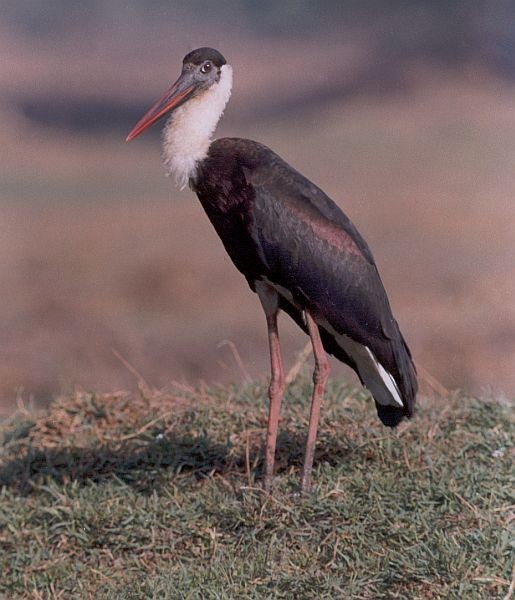 Asian Woolly-necked Stork - Ansar Khan