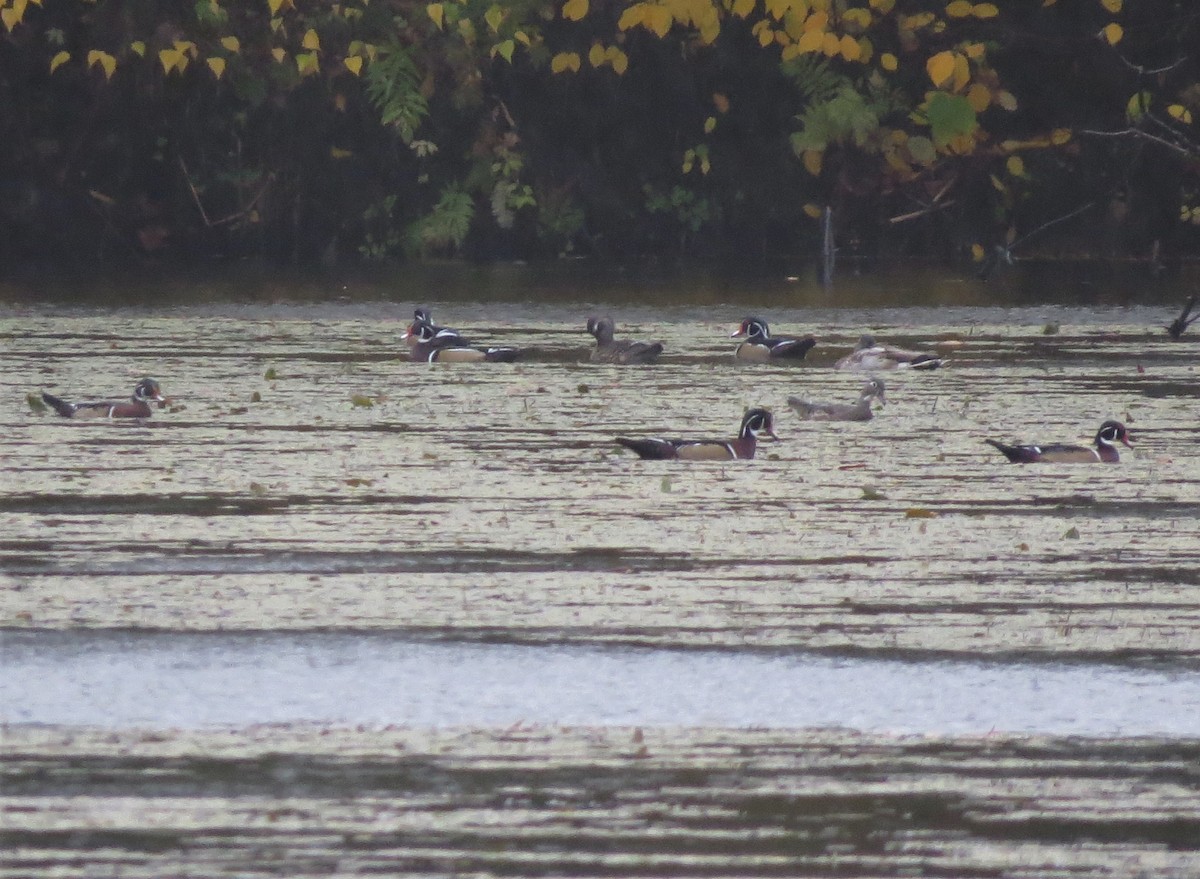 Wood Duck - ML73066701