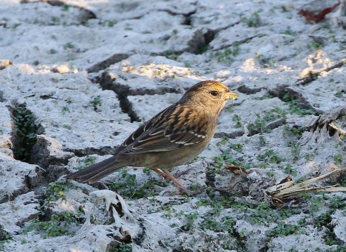 Bruant à couronne dorée - ML73067681