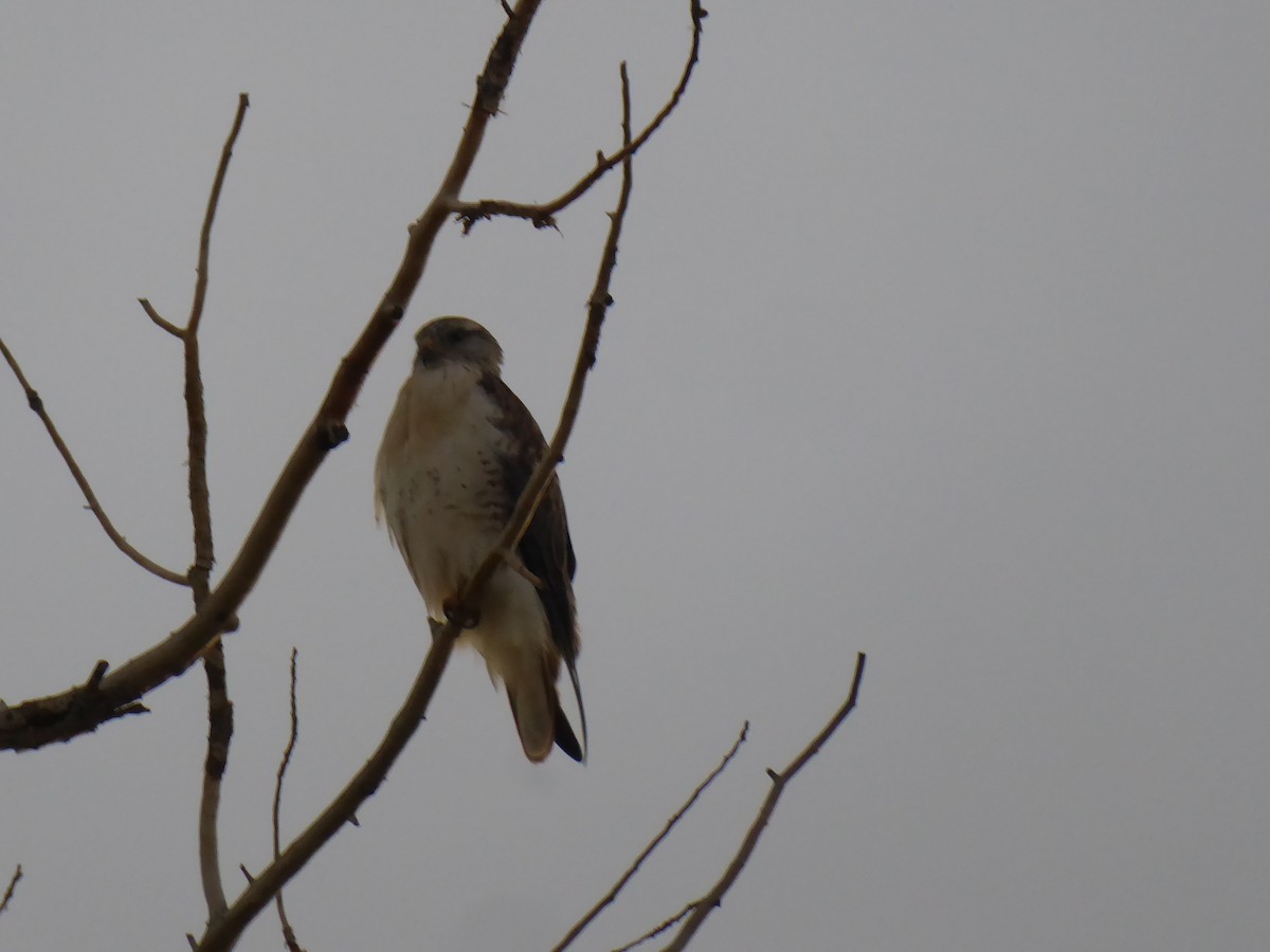 Ferruginous Hawk - ML73067921