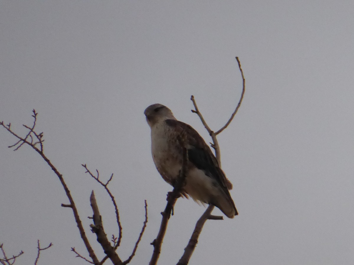 Ferruginous Hawk - Matt Griffiths