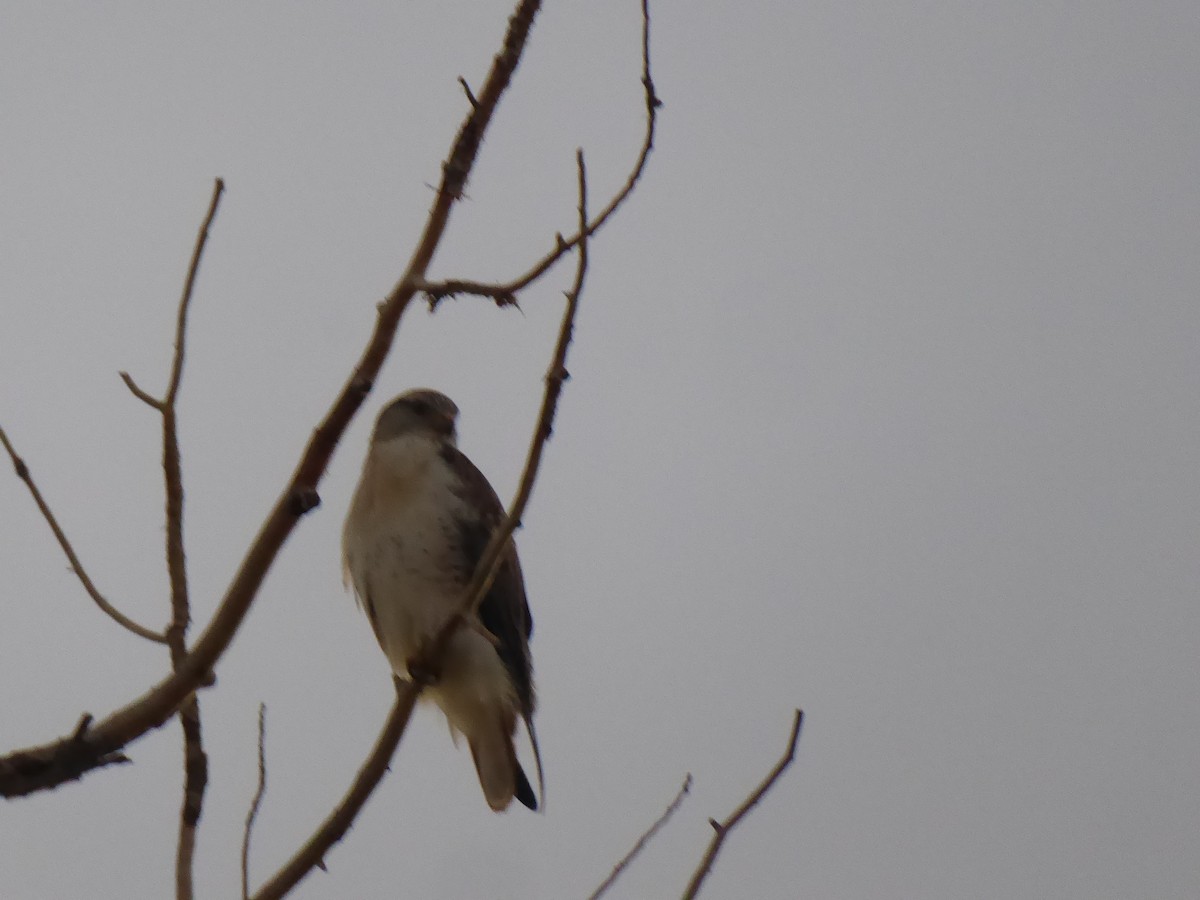 Ferruginous Hawk - ML73067941