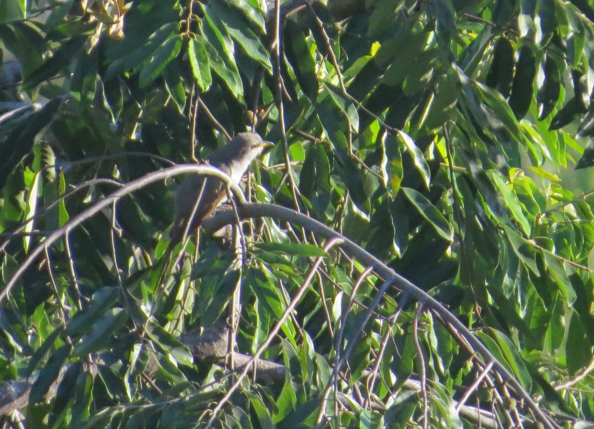 Yellow-billed Cuckoo - ML73070611