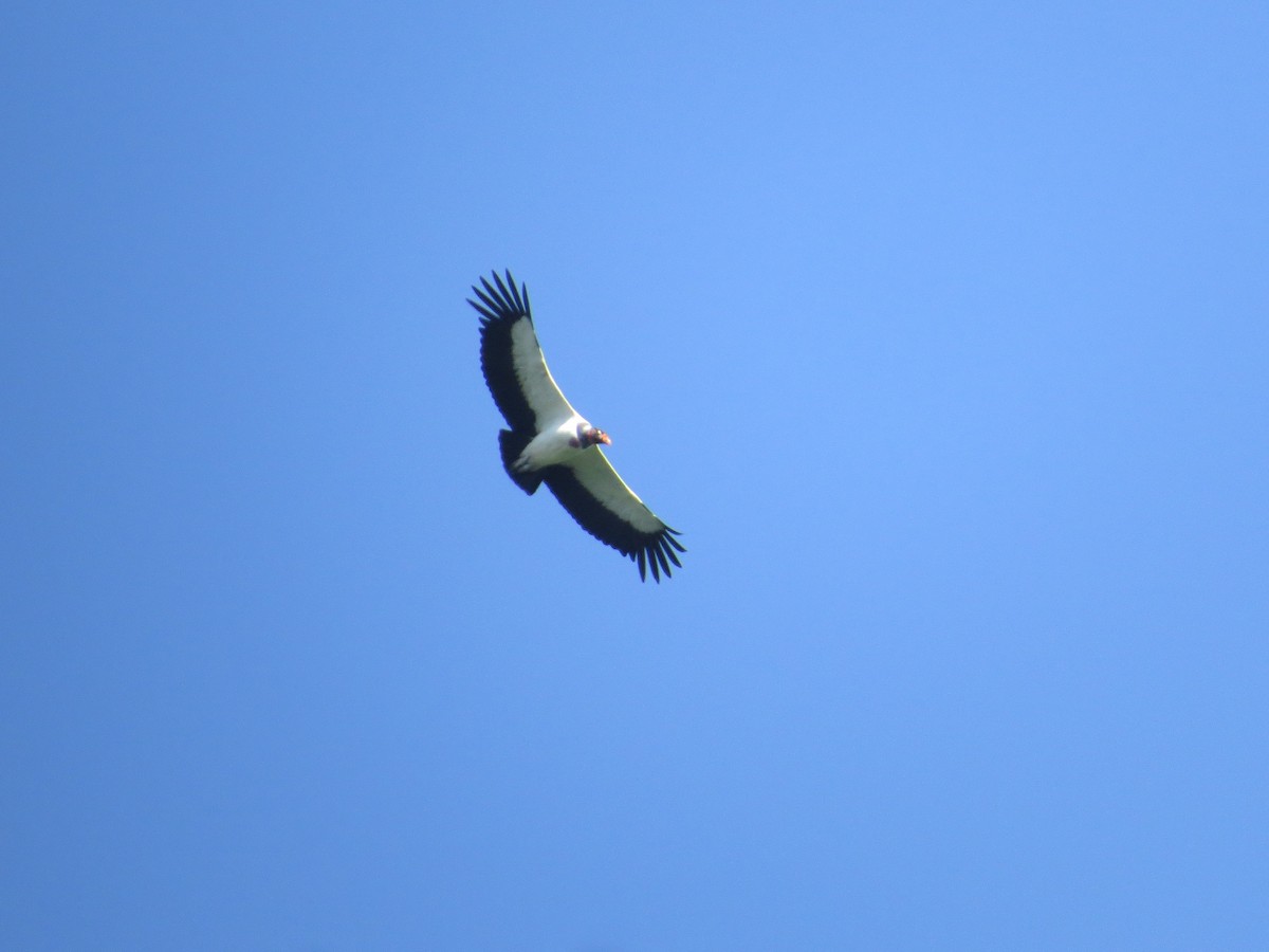 King Vulture - ML73071171