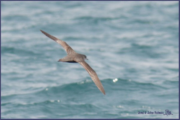 Short-tailed Shearwater - ML730716