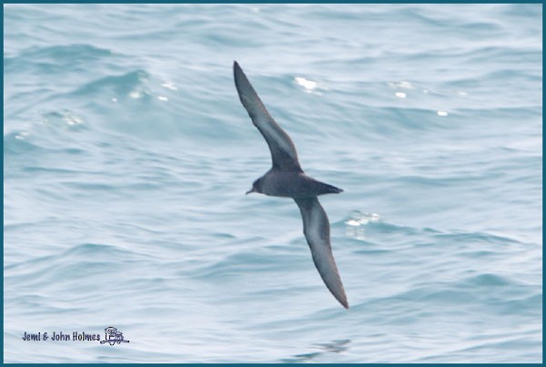 Puffin à bec grêle - ML730717