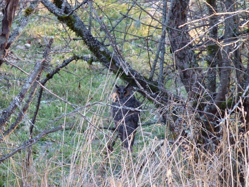 Long-eared Owl - ML73071761