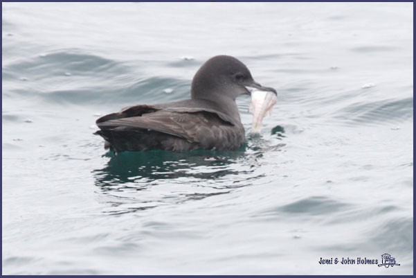 Short-tailed Shearwater - ML730718