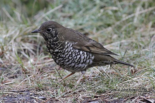 Alpine Thrush - ML730720