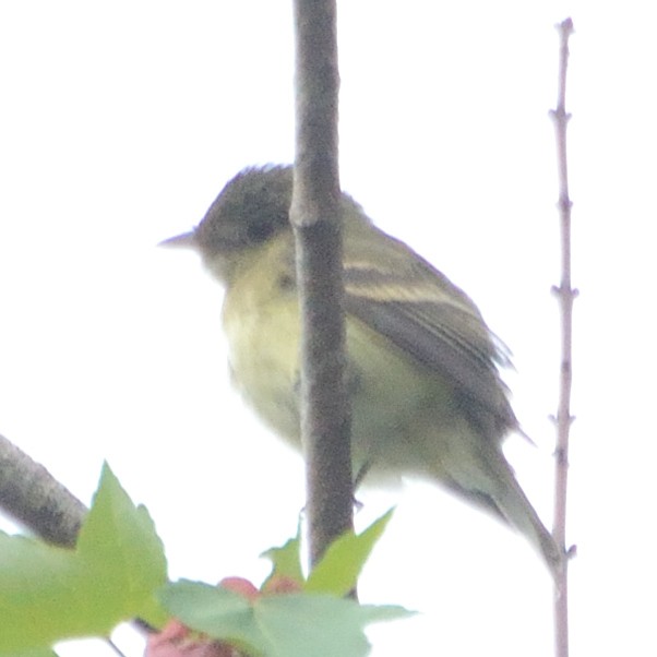 new world flycatcher sp. - Bente Torvund