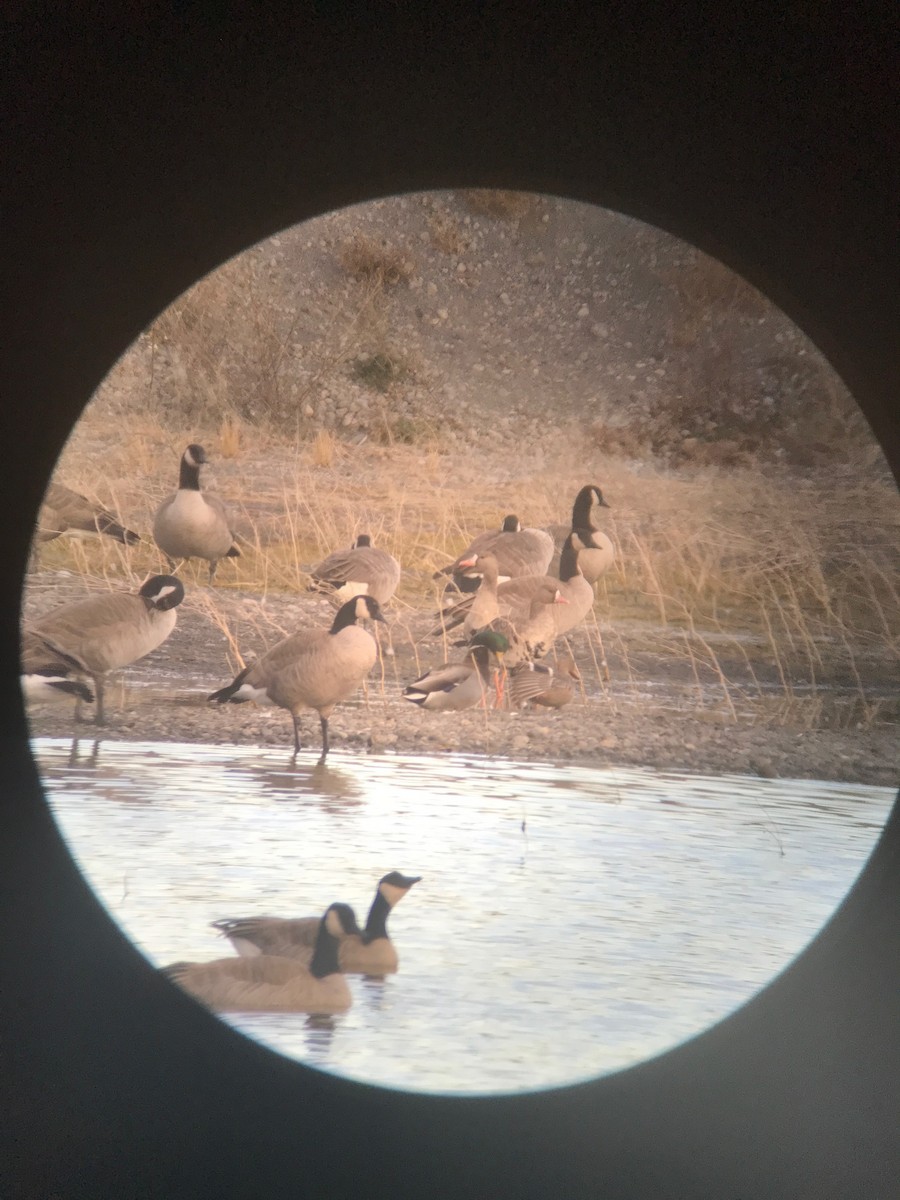 Greater White-fronted Goose - ML73072261