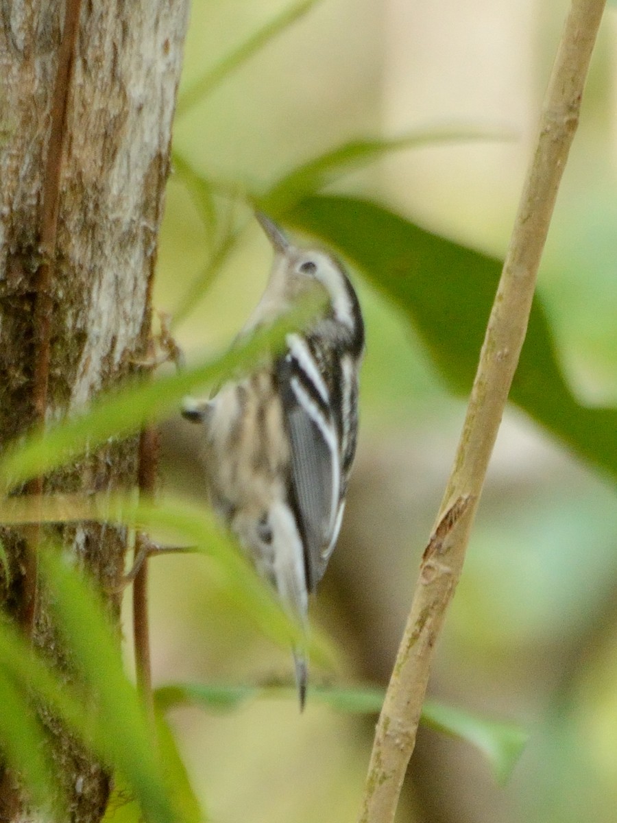 Black-and-white Warbler - Bente Torvund