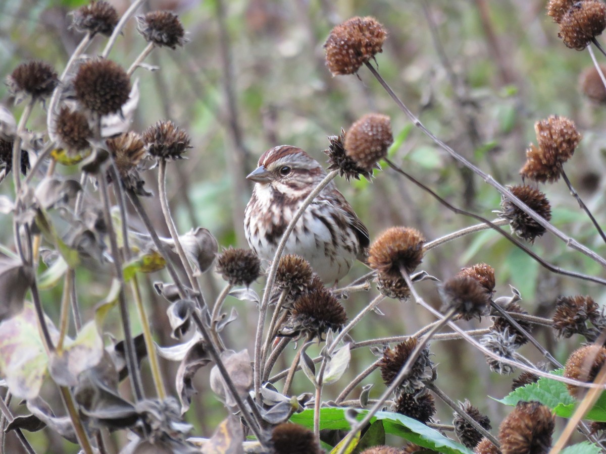 Song Sparrow - ML73073361