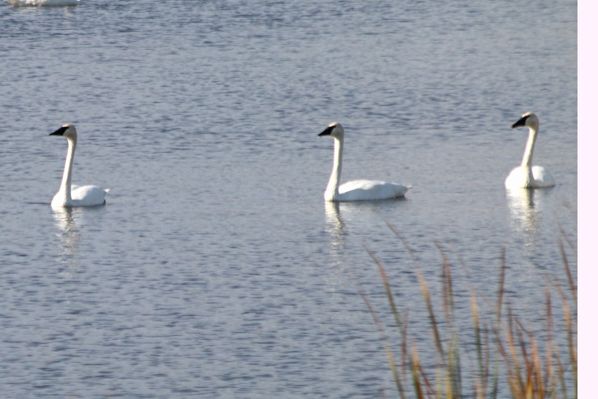 Trumpeter Swan - James Arneson