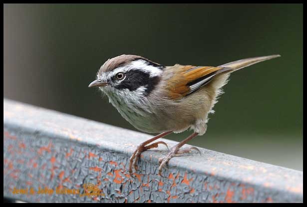 White-browed Fulvetta - ML730740