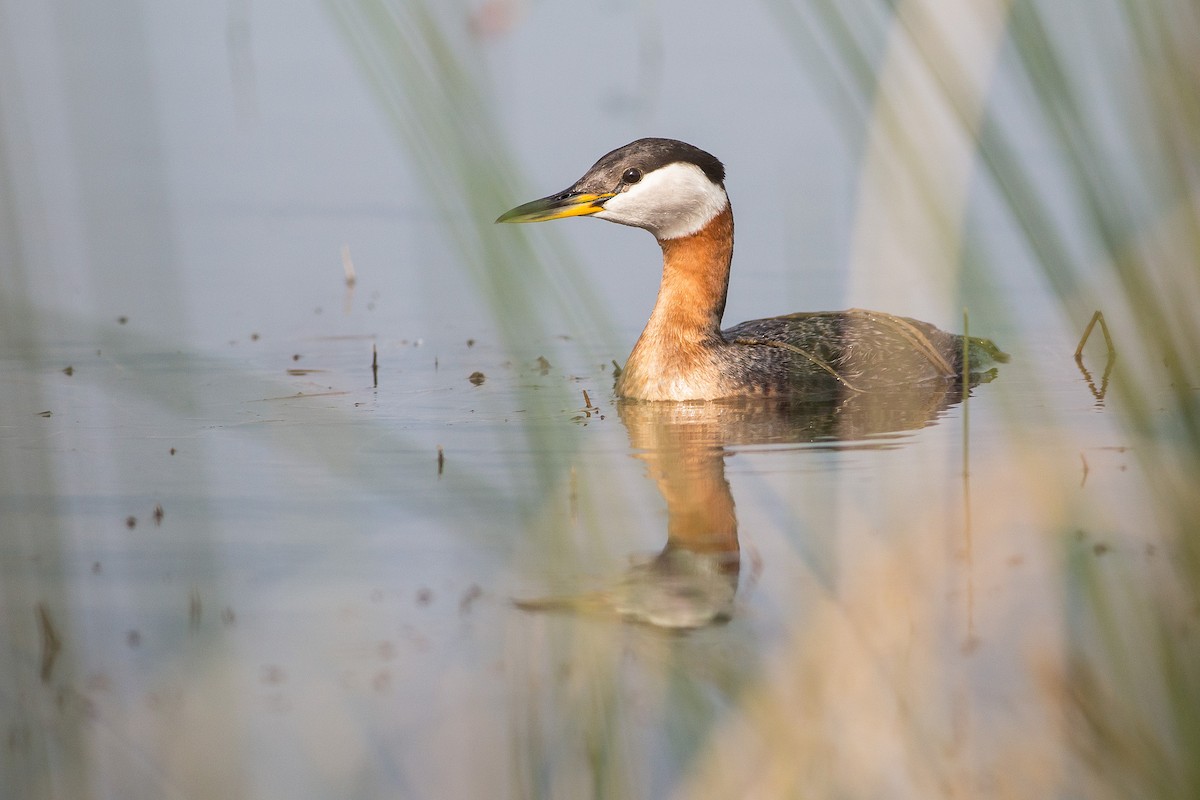 Red-necked Grebe - ML73074591