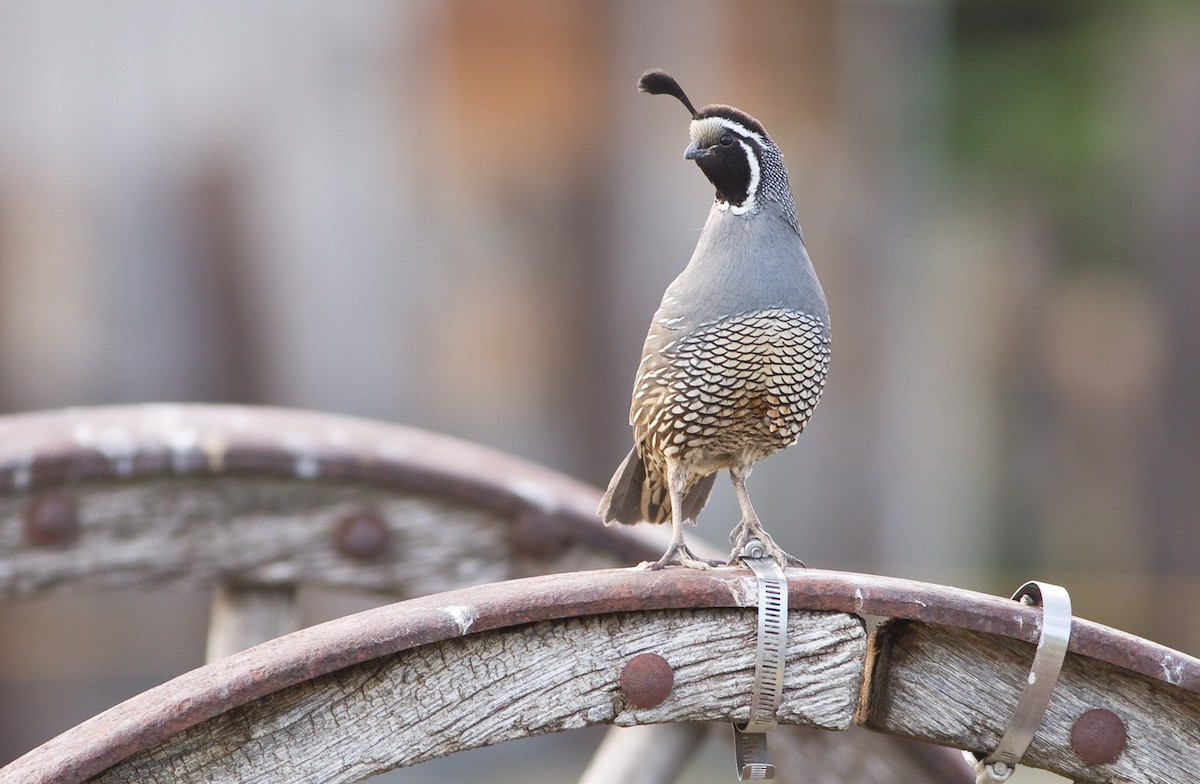 California Quail - ML73074871