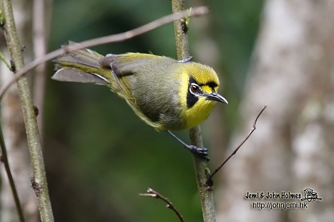 Bonin White-eye - ML730749