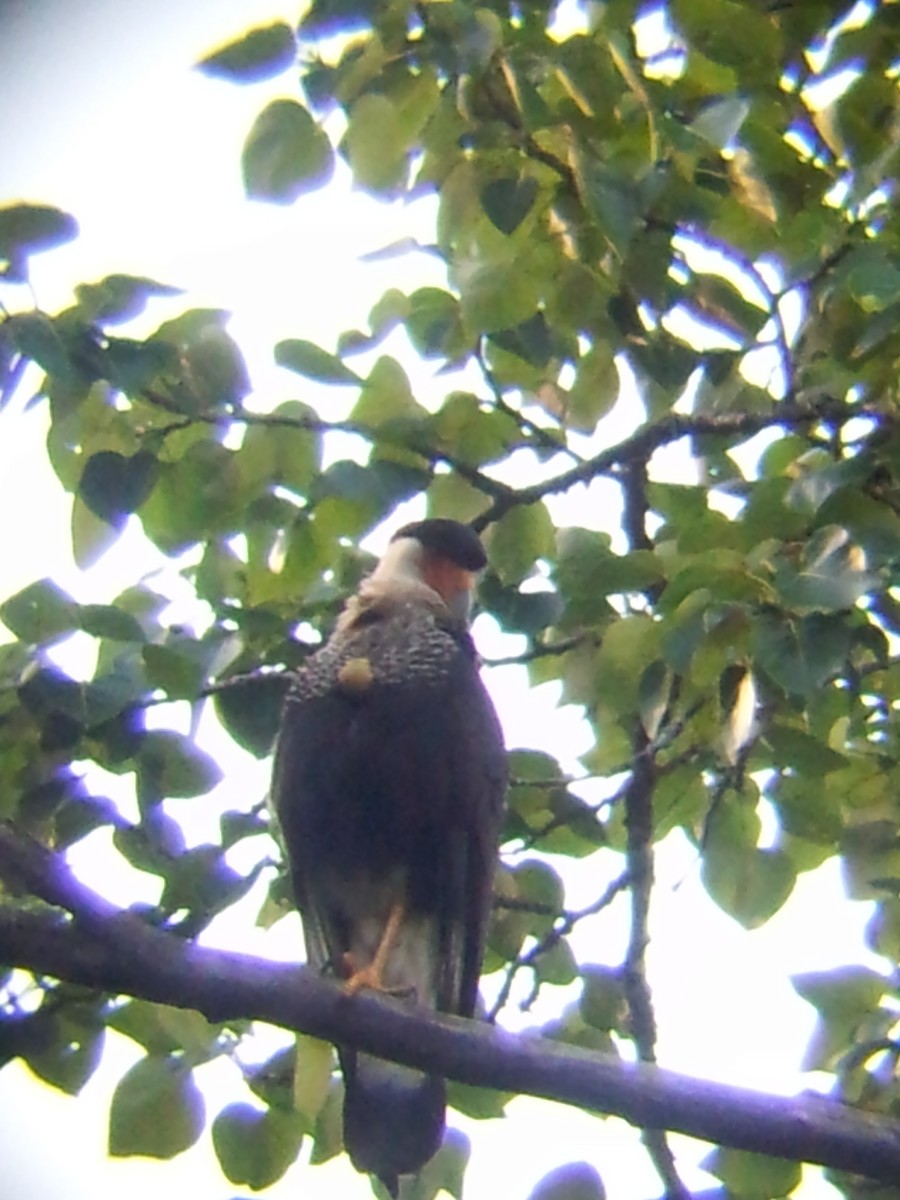 Crested Caracara (Northern) - ML73076101