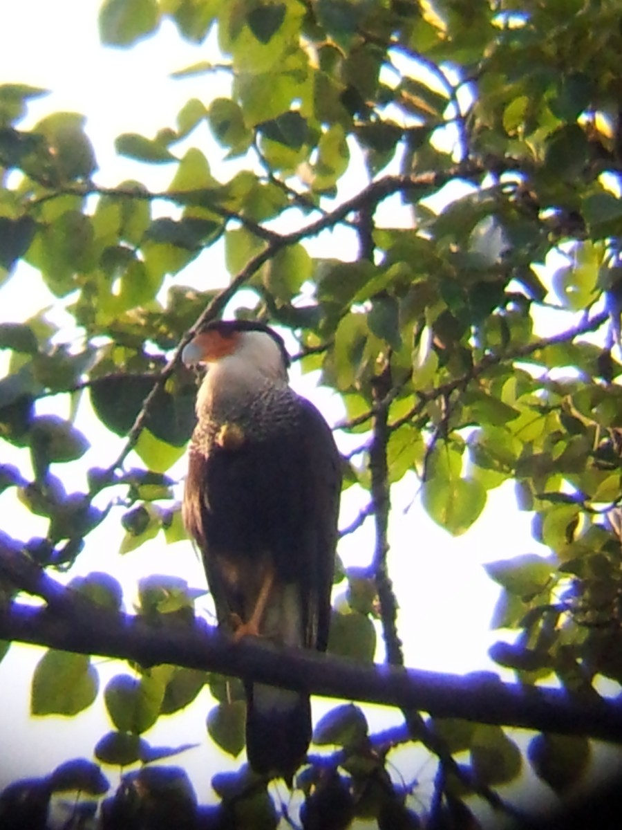 Crested Caracara (Northern) - ML73076341