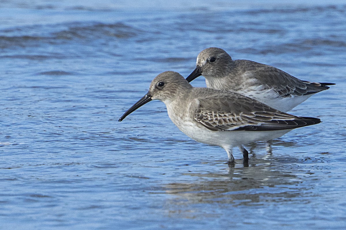 Dunlin - ML73076911