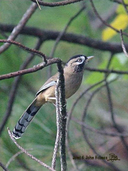 Moustached Laughingthrush (Western) - ML730770