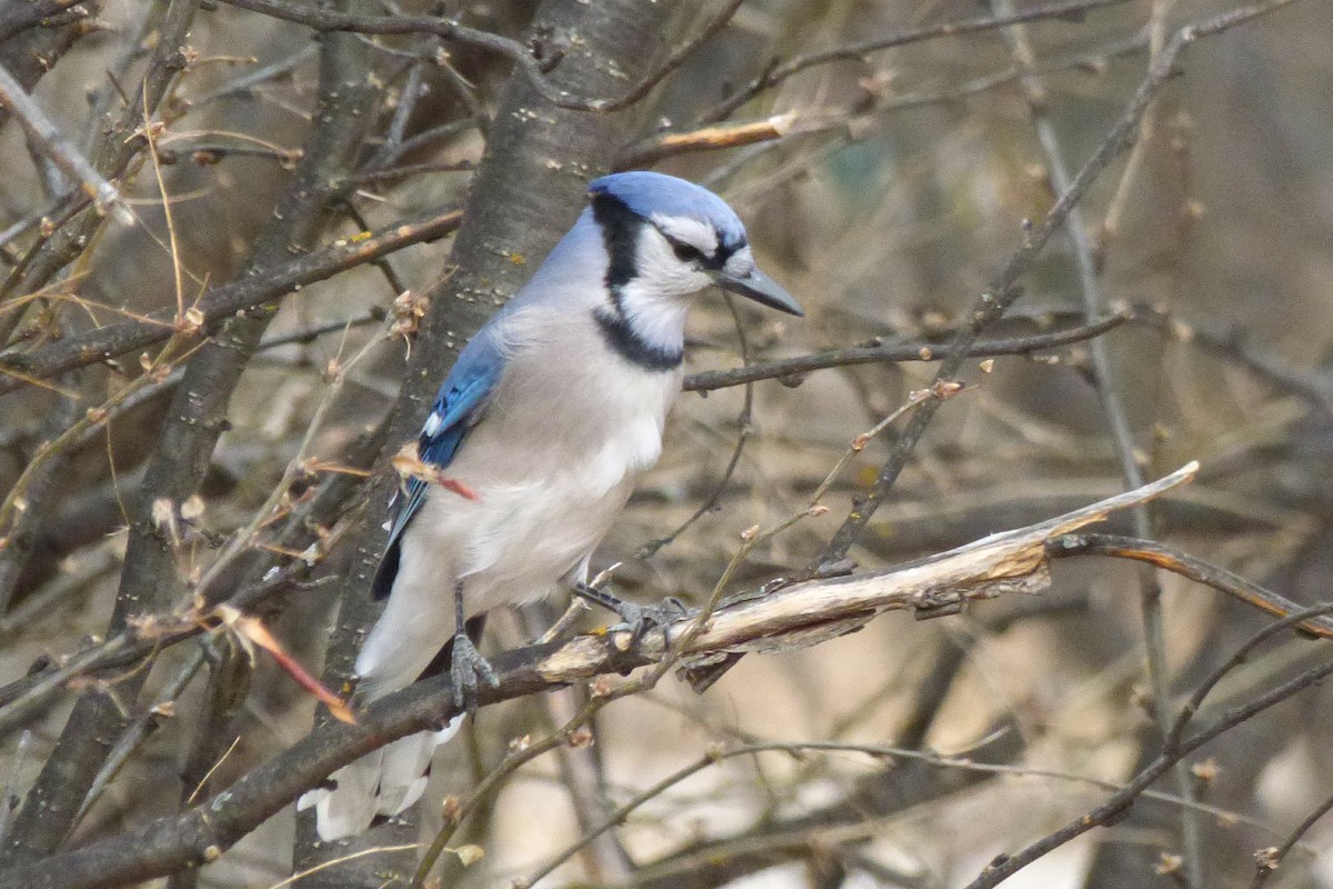 Blue Jay - ML73077051