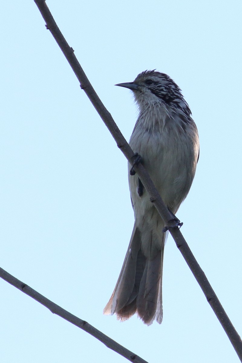 Striped Honeyeater - ML73078091