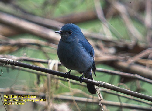 Verditer Flycatcher - ML730788