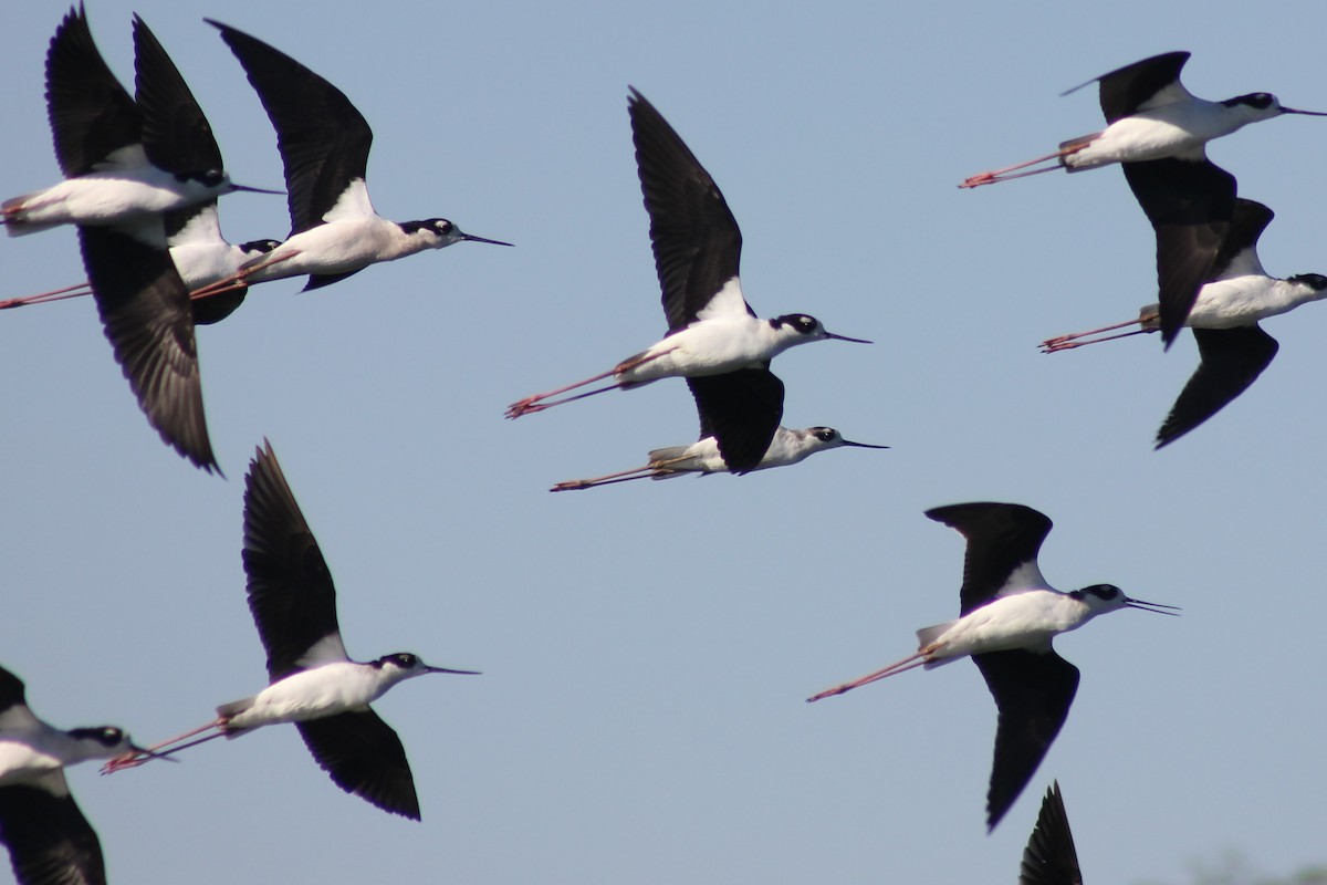 Black-necked Stilt - ML73079291