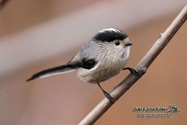 Silver-throated Tit - John and Jemi Holmes