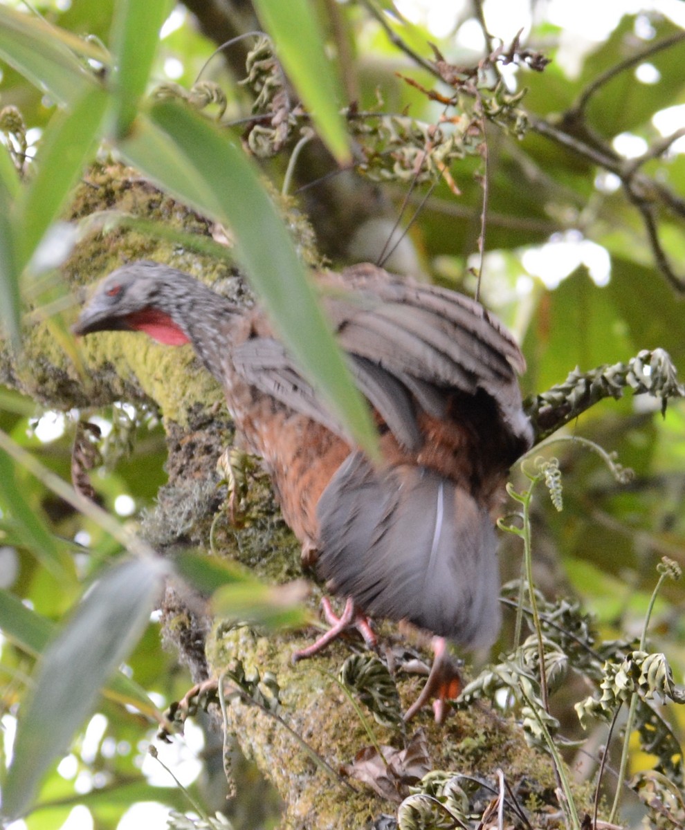 Andean Guan - ML73080231