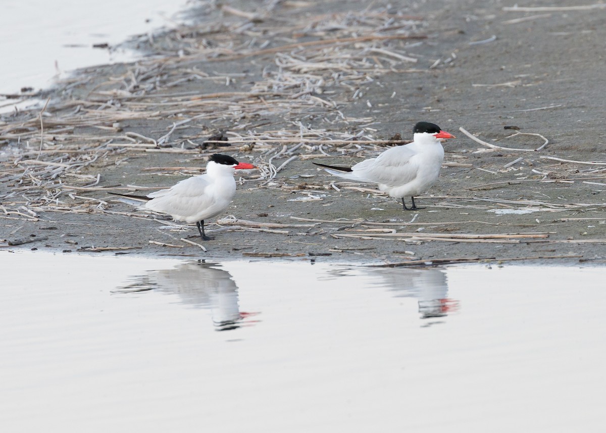 Caspian Tern - ML73081331