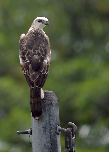 Aigle huppé (groupe limnaeetus) - ML73082521