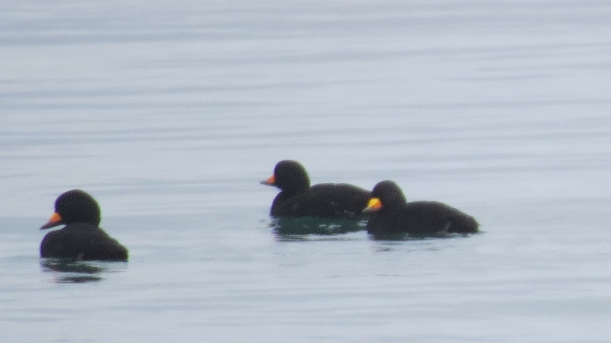 Black Scoter - Michael Barry