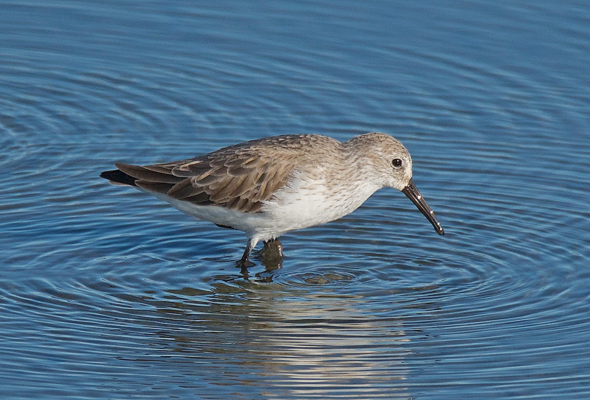 Western Sandpiper - ML73082901